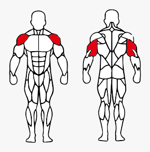 Músculos trabalhados no Triceps Mergulho Máquina