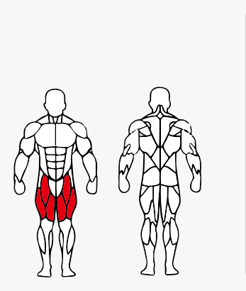 Músculos trabalhados no Cadeira Extensora Máquina