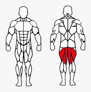 Músculos trabalhados no Cadeira Flexora Sentada Máquina