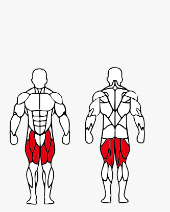 Músculos trabalhados no Cadeira Extensora - Flexora Sentada Conjugada Máquina