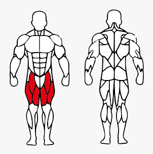 Músculos trabalhados no Cadeira Extensora Máquina