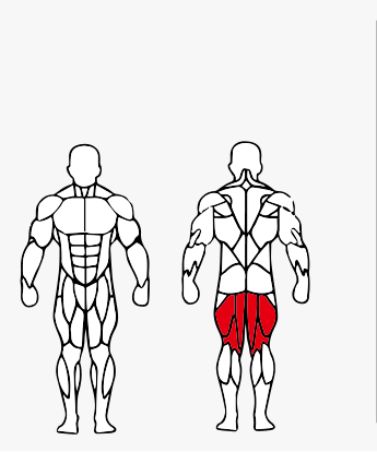 Músculos trabalhados no Cadeira Flexora Sentado Máquina