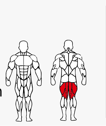 Músculos trabalhados no Mesa Flexora Deitada Máquina