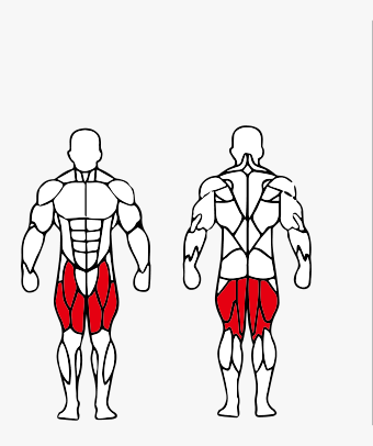 Músculos trabalhados no Cadeira Extensora-Flexora Sentada Conjugada