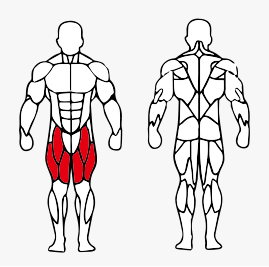 Músculos trabalhados no Cadeira Extensora Articulada