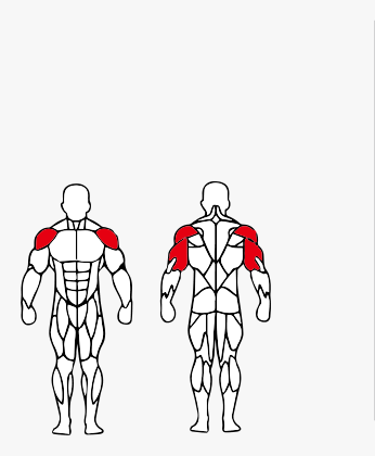 Músculos trabalhados no Triceps Mergulho Articulado