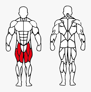 Músculos trabalhados no Cadeira Extensora Máquina