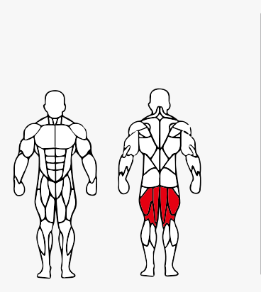 Músculos trabalhados no Cadeira Flexora Sentada Máquina