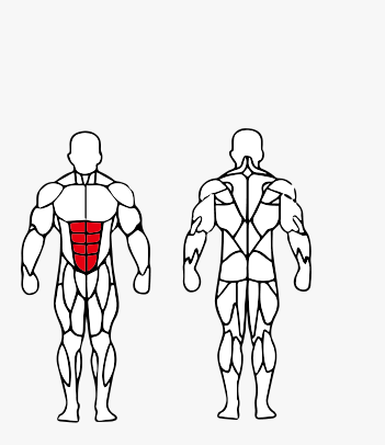 Músculos trabalhados no Máquina Abdominal Crunch