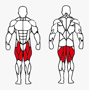 Músculos trabalhados no Cadeira Extensora/Flexora Sentadaconjugada