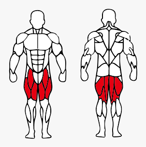 Músculos trabalhados no Cadeira Extensora /Mesa Flexora Deitada Conjugada