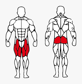 Músculos trabalhados no Leg Horizontal Unilateral Articulado
