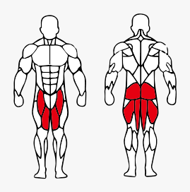 Músculos trabalhados no Leg Press Vertical (90 Graus)