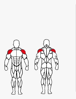 Músculos trabalhados no Elevação Lateral Articulada