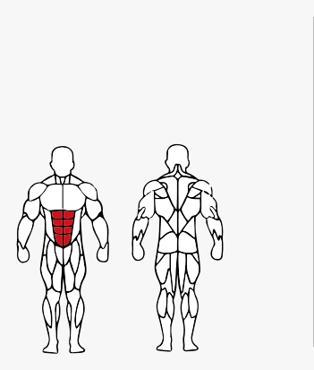 Músculos trabalhados no Paralelaabdominal + Prancha Abdominal
