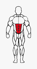 Músculos trabalhados no Abdominal Total