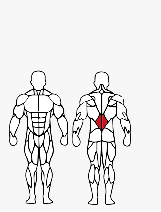Músculos trabalhados no Extensção Lombar e Abdominal Máquina