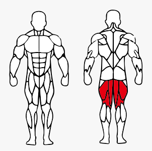 Músculos trabalhados no Cadeira Flexora Sentada