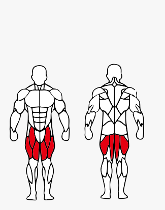 Músculos trabalhados no Cadeira Extensora e Mesa Flexora Deitada