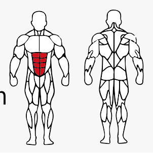 Músculos trabalhados no Máquina Abdominal